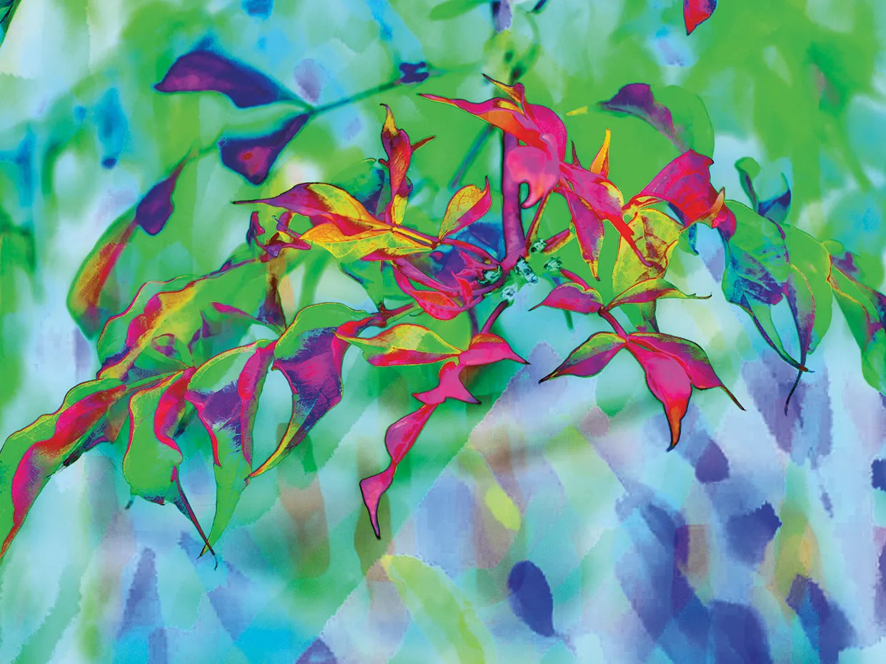 Colorful Foliage 01