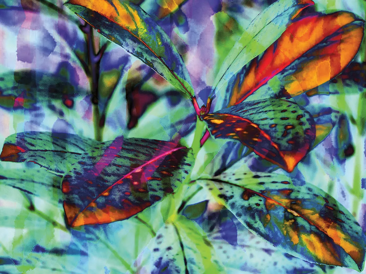Colorful Foliage 18