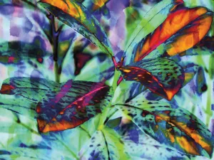 Colorful Foliage 18