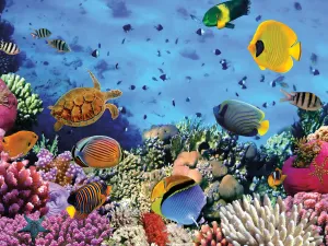 Colorful Red Sea Reef