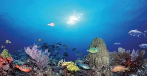 Colorful Splash Fish